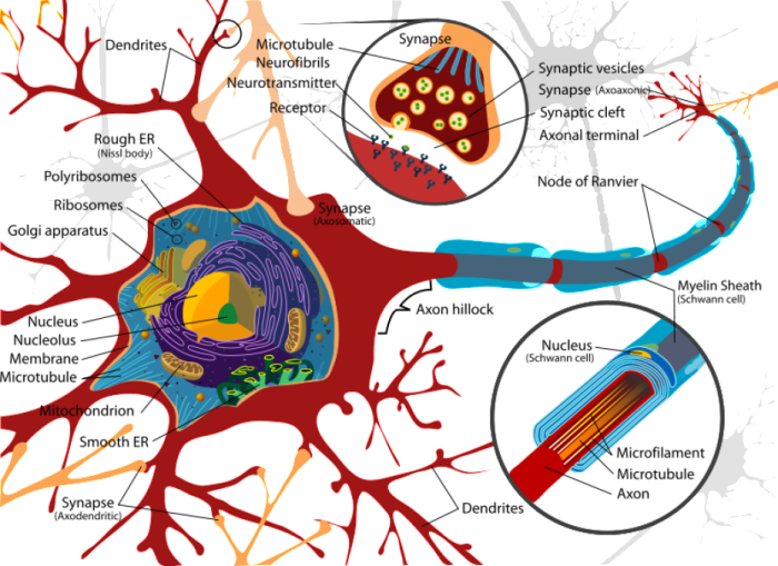 How many neurons in human brain