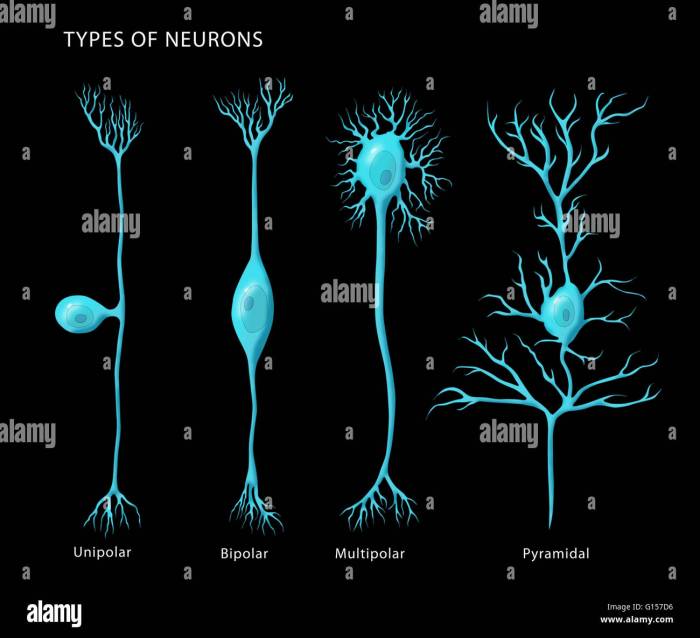 Brain neurons many number neuron cells psychology our plasticity existential allinallnews